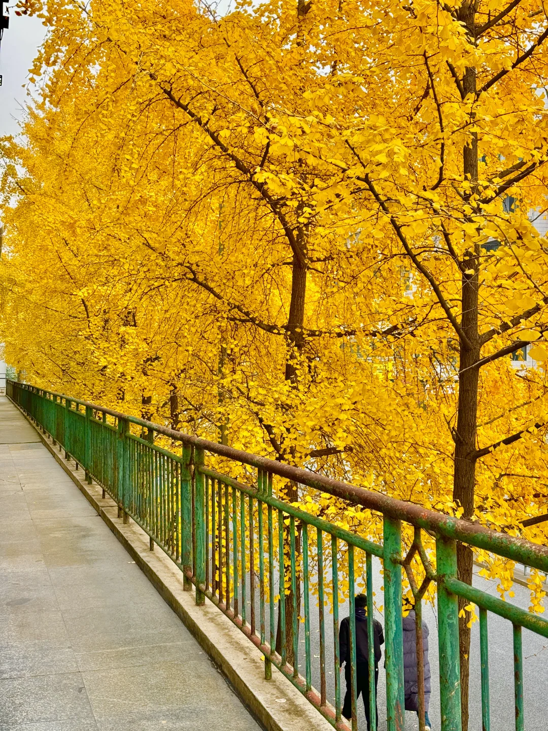 原来成都封神的秋景都是免费的。。。。附地址