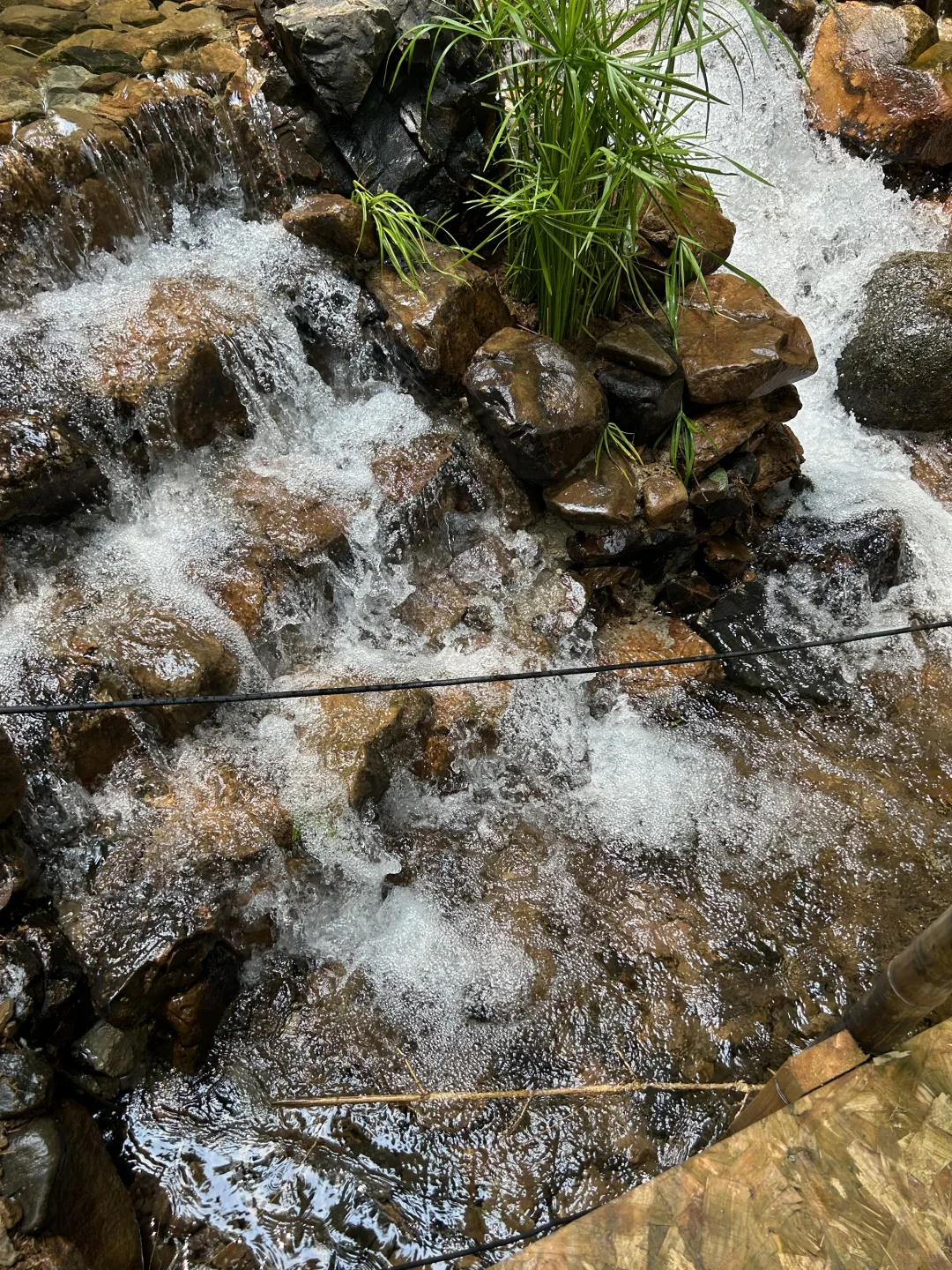 狗狗友好景区嘿嘿嘿