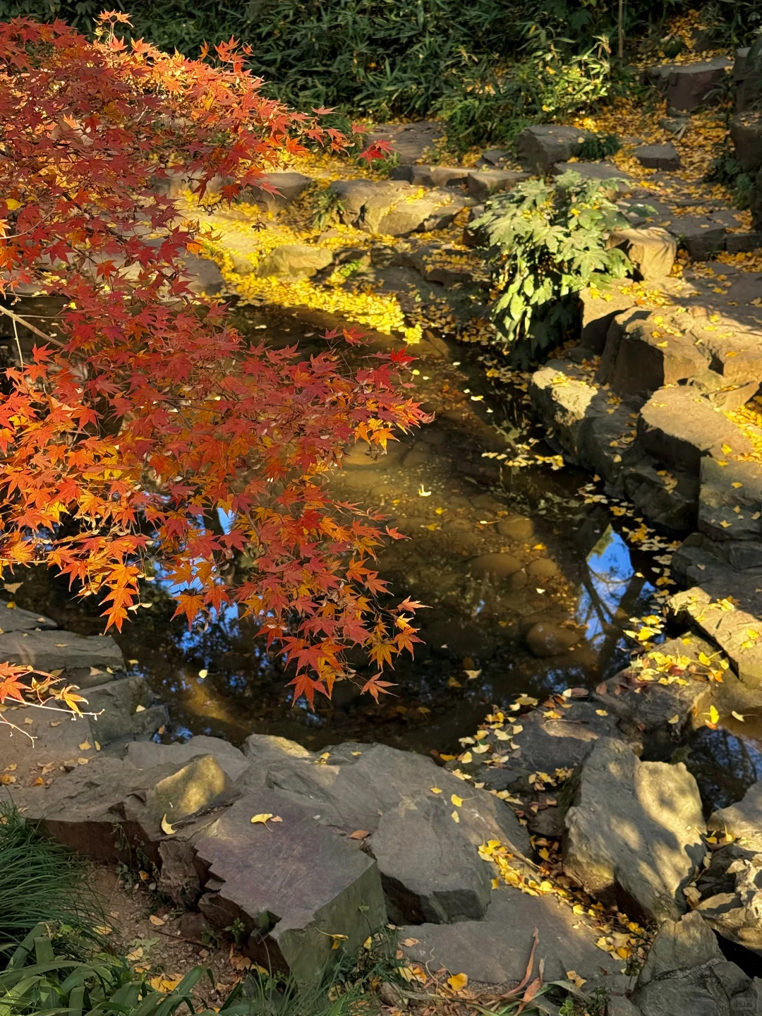 12.6实拍live🍁苏州虎丘红枫杀疯了!!!!!!!!