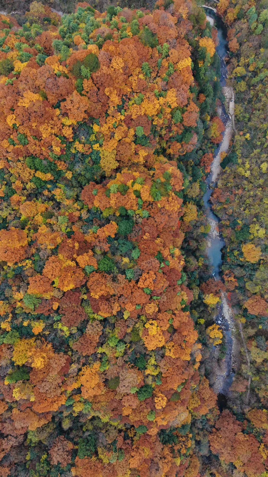 神仙视角下的黎坪秋色