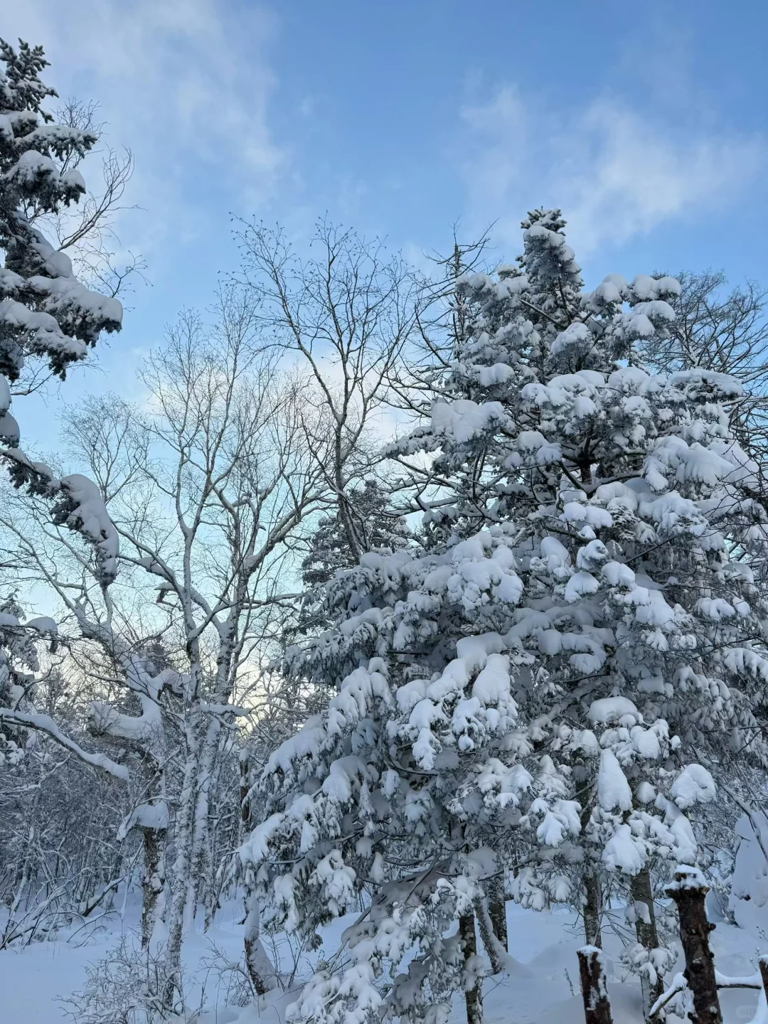 亚布力雪乡一日游｜包车保姆级攻略简洁版