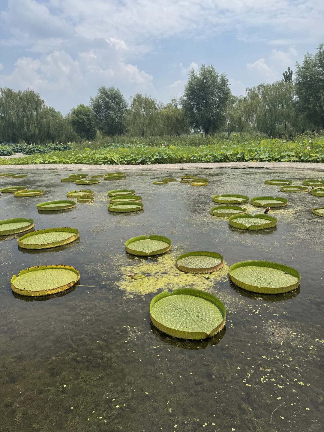 北国水乡🪷荷香苇荡织就的生态画卷