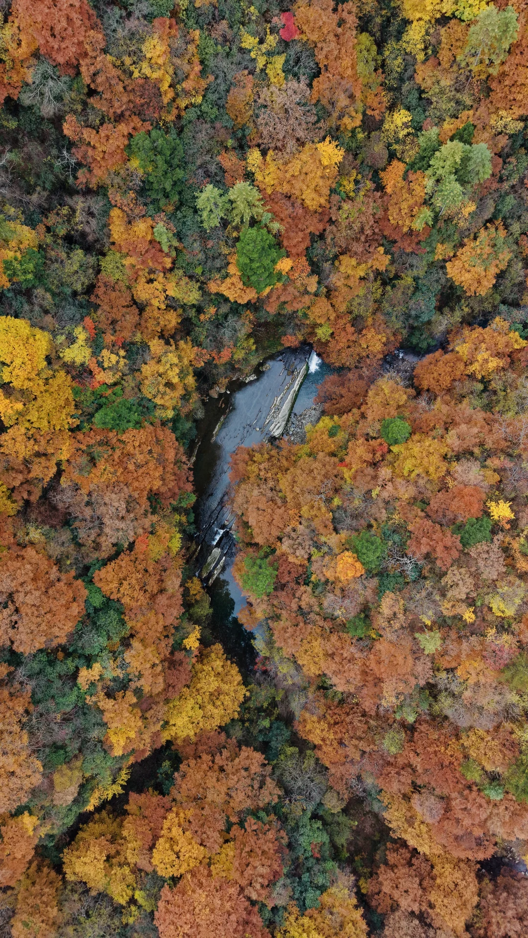 神仙视角下的黎坪秋色