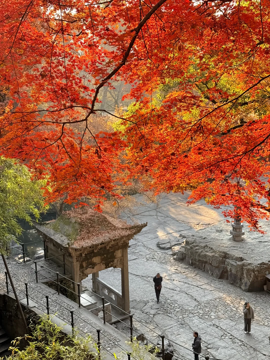 12.6实拍live🍁苏州虎丘红枫杀疯了!!!!!!!!