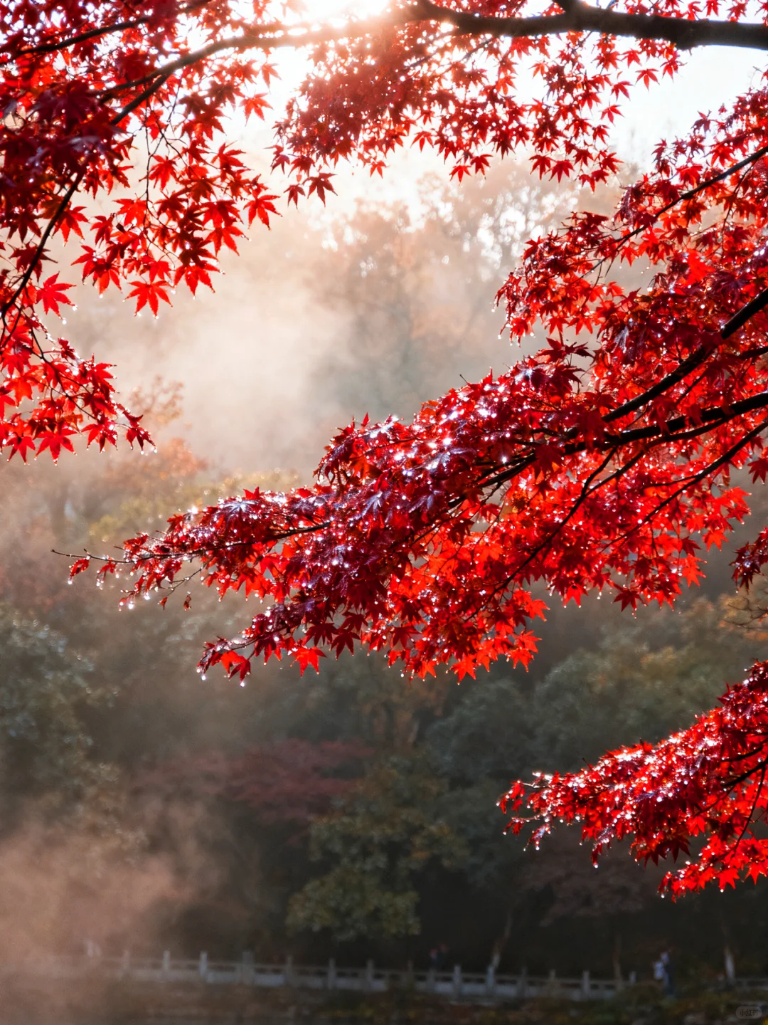 岳麓山的枫,是把杜牧的诗烧着了啊