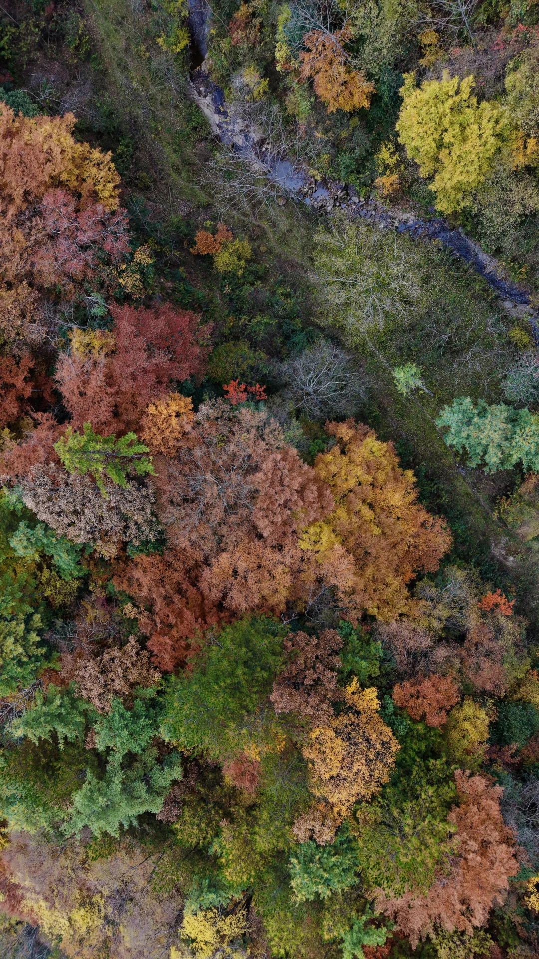 神仙视角下的黎坪秋色