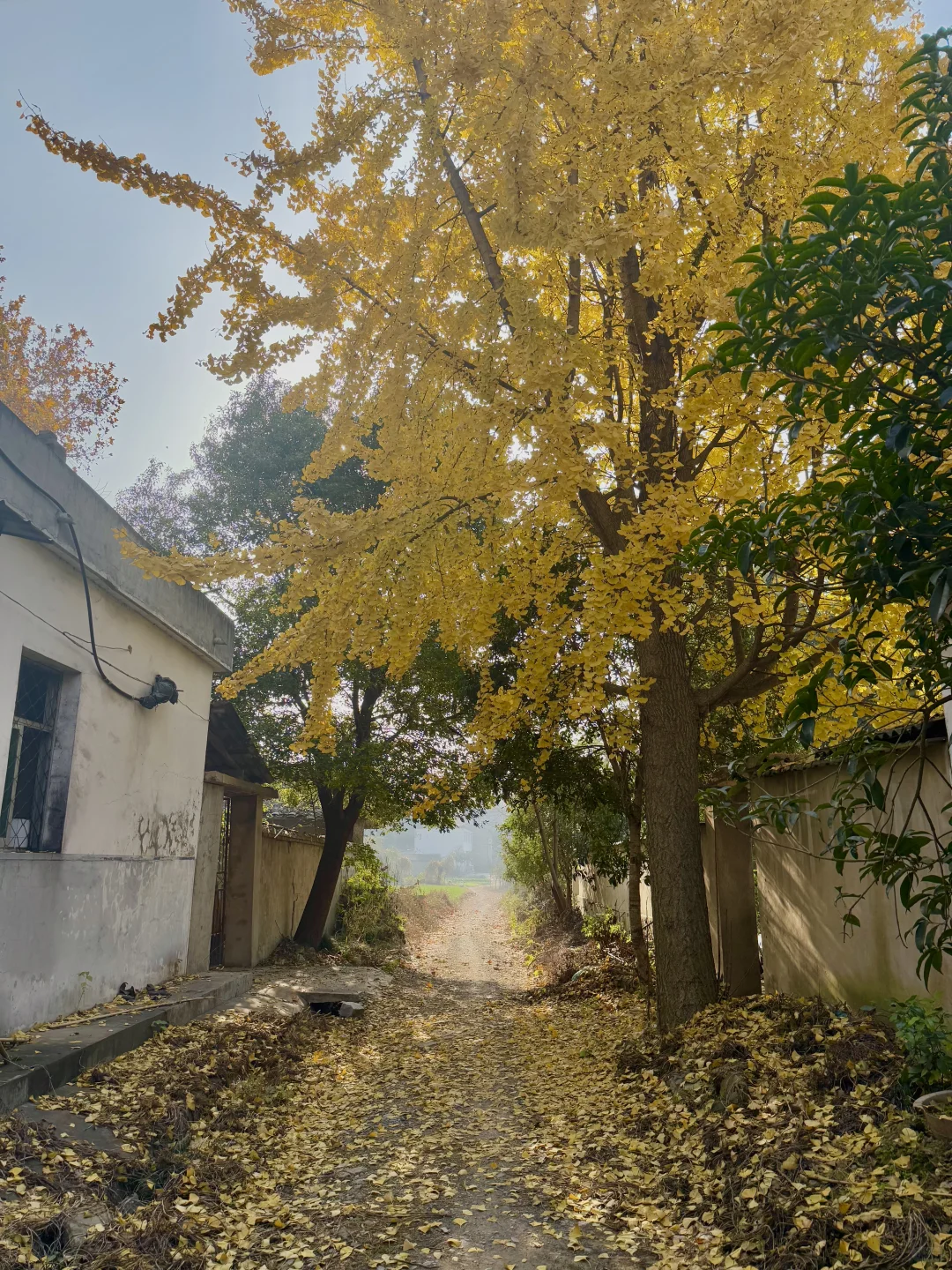 小岛秋天|龙鳞沙滩看实况图有落叶,江风声