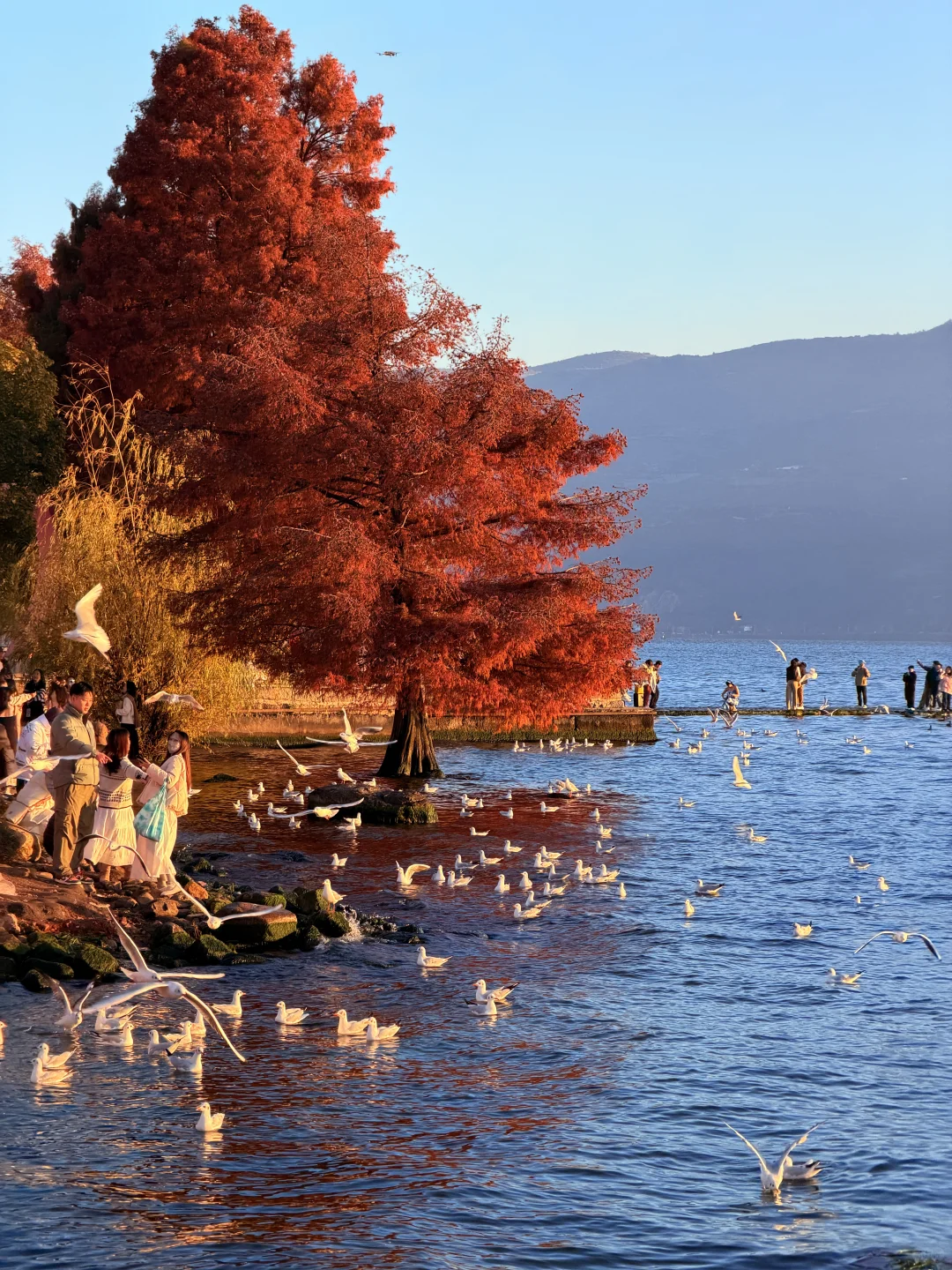 live实况🕊️今天的大理！！！杀疯了！！！！！！！！