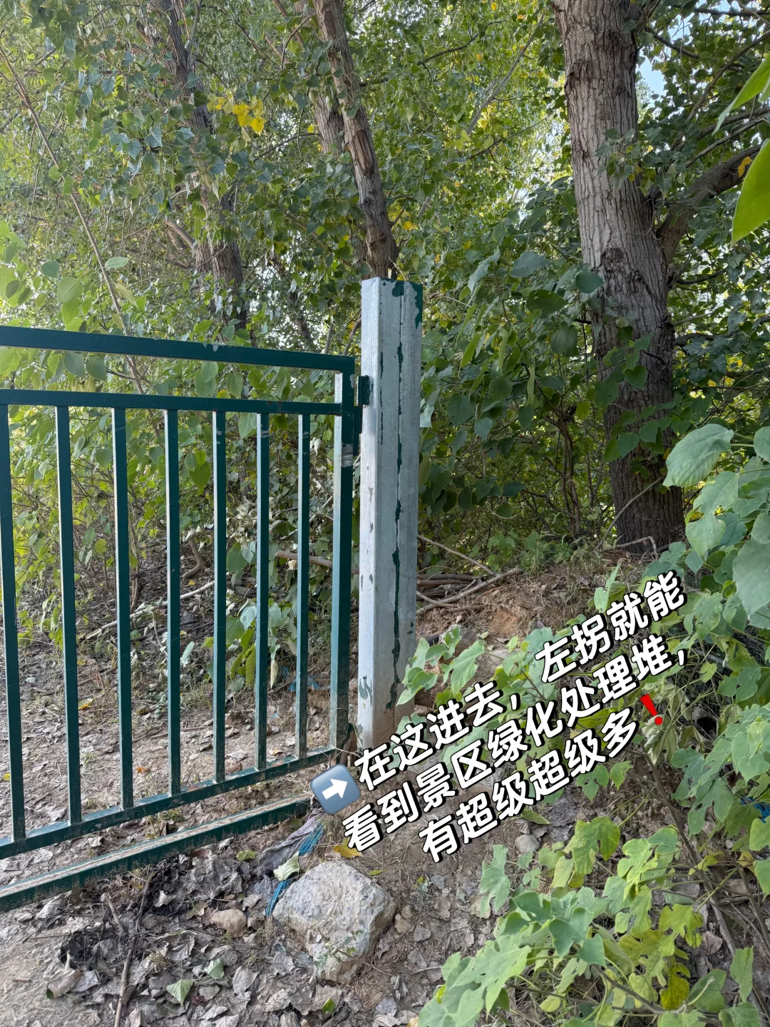 石家庄龙泉湖捡木瓜｜赏秋｜看我一篇就够啦