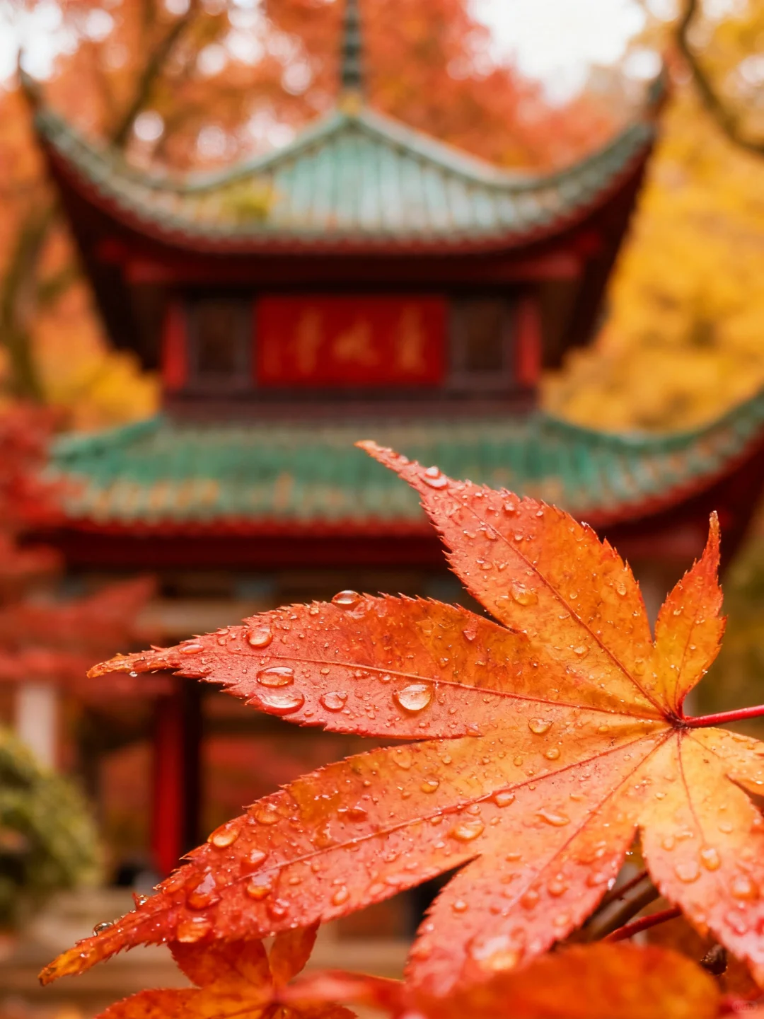 岳麓山的枫,是把杜牧的诗烧着了啊