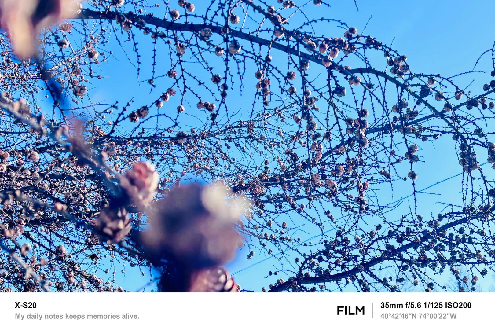 北京最近的林海雪原！桦皮岭可冲！