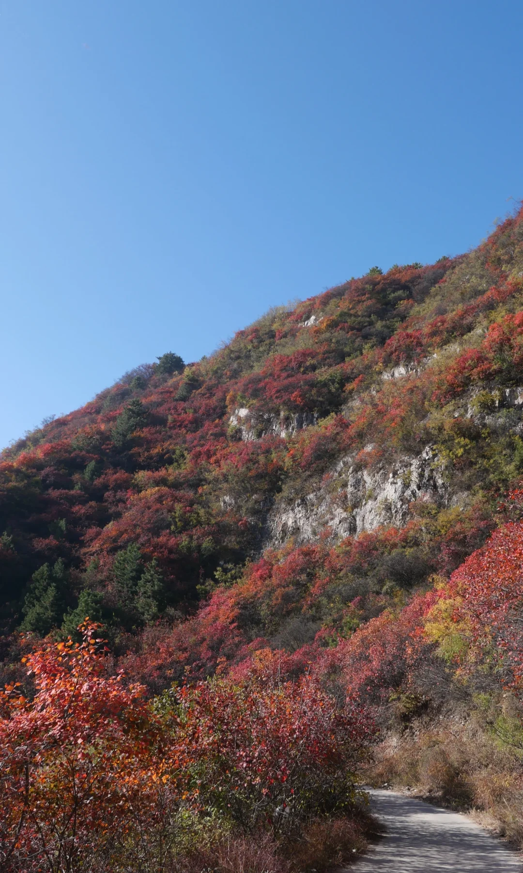 石家庄｜最美红叶观赏路线