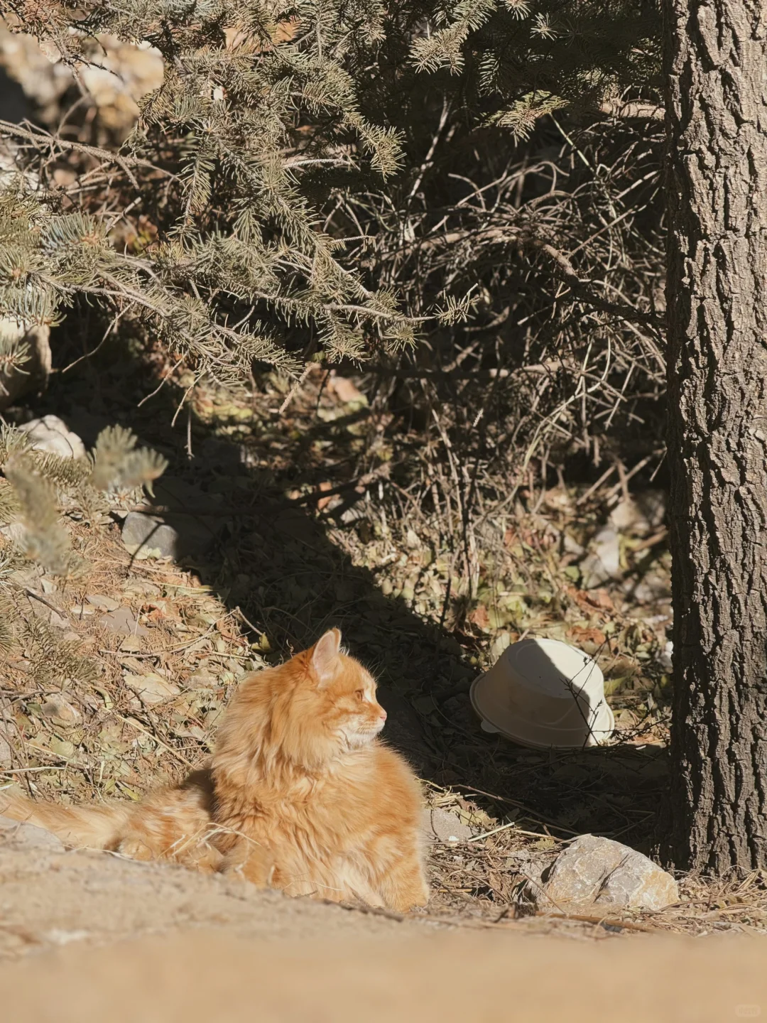 悬空寺 - 恒山景区