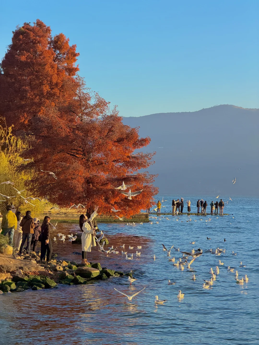 live实况🕊️今天的大理！！！杀疯了！！！！！！！！