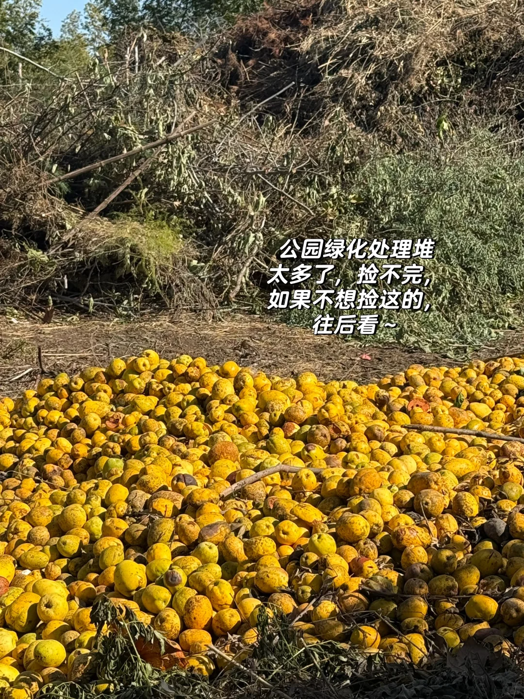 石家庄龙泉湖捡木瓜｜赏秋｜看我一篇就够啦