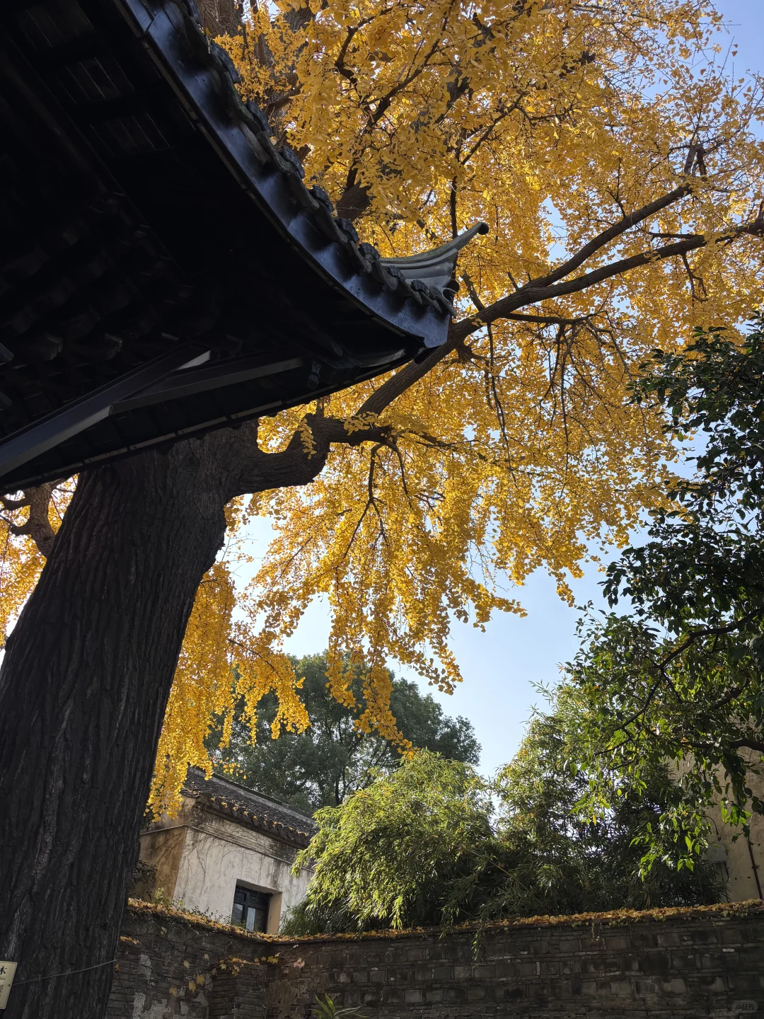 来惠山古镇寻秋