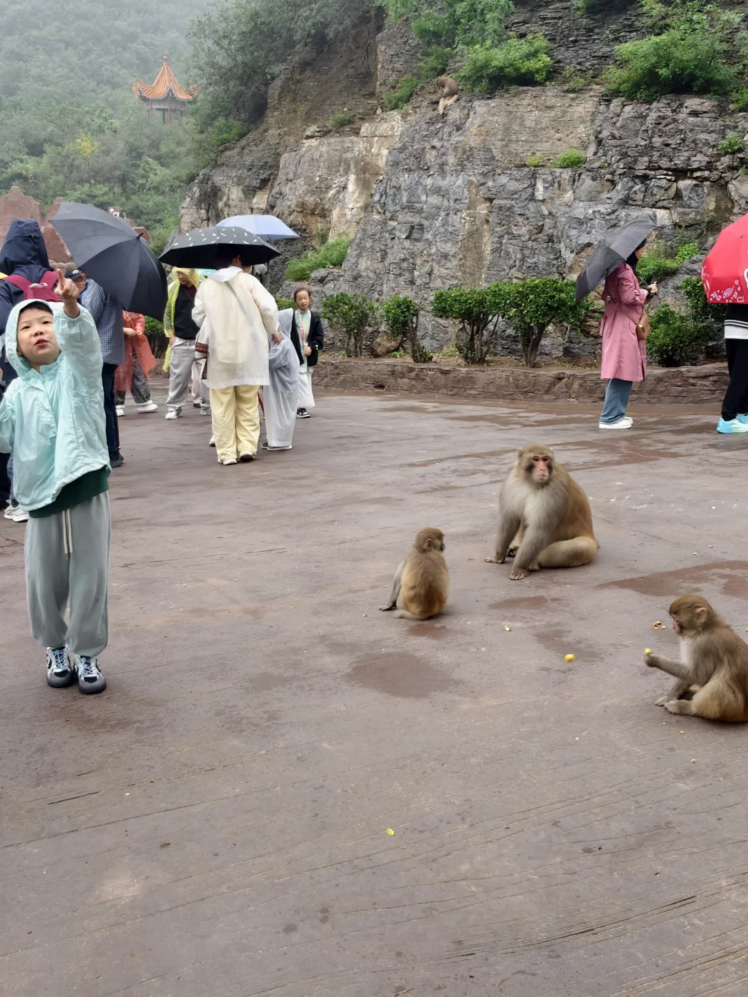 看猴去这个冷门景区就够啦！不用去峨眉山啦