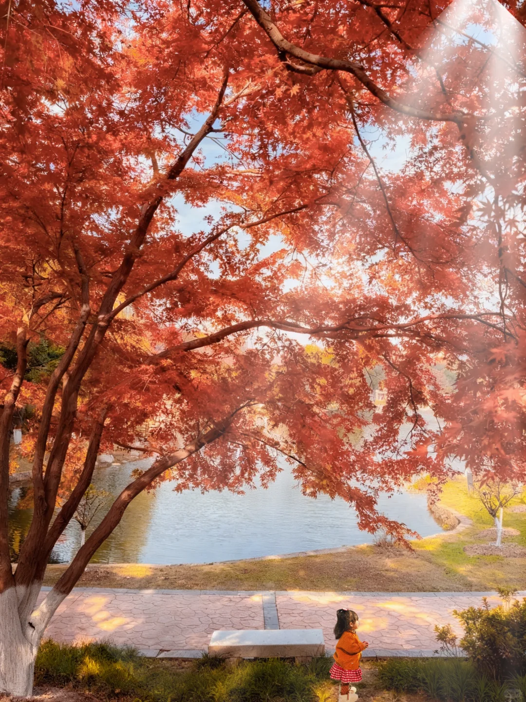 武汉这里的2000棵枫树已红，免费地铁直达