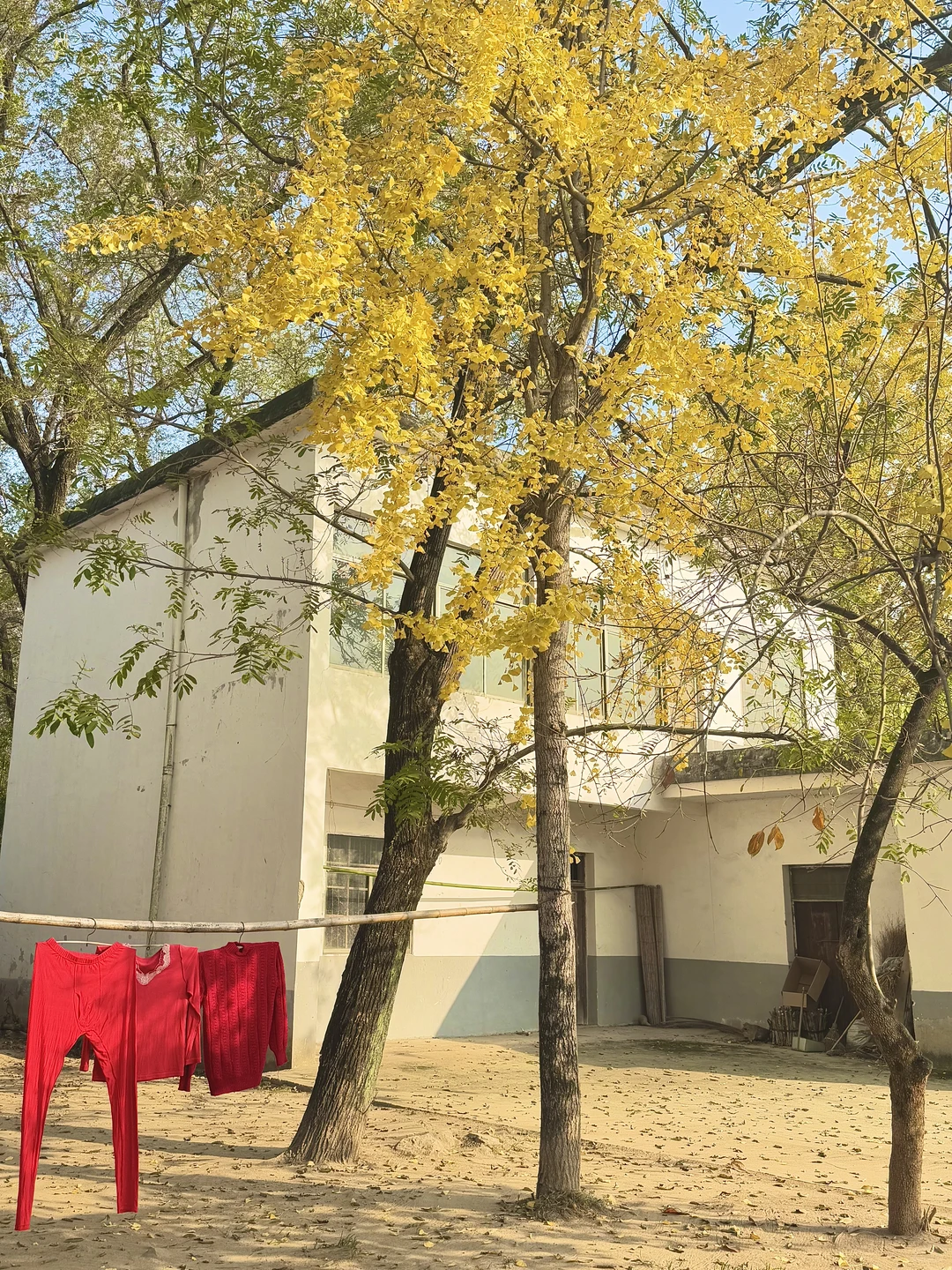 小岛秋天|龙鳞沙滩看实况图有落叶,江风声