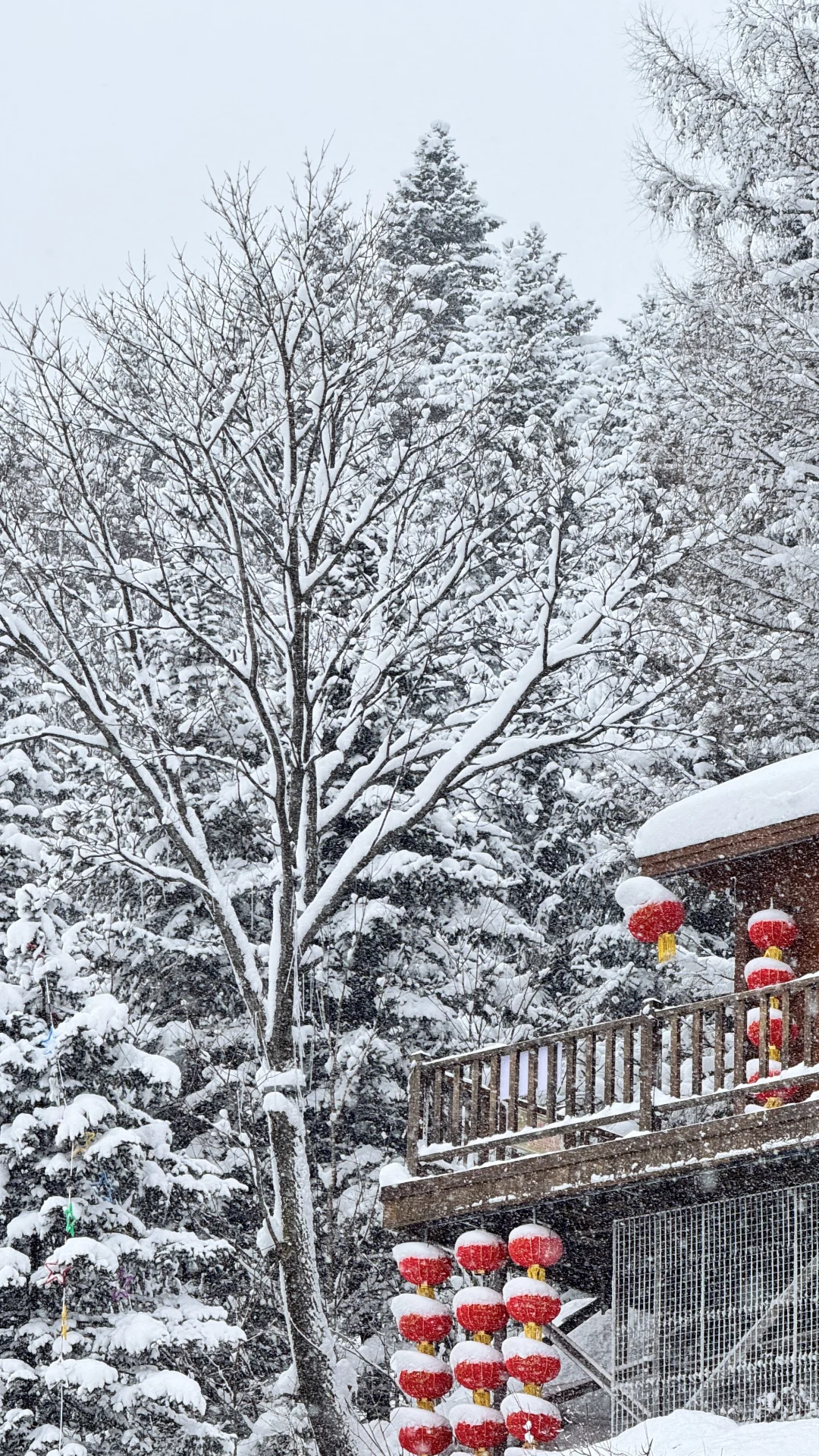 带娃游雪乡超全攻略避坑