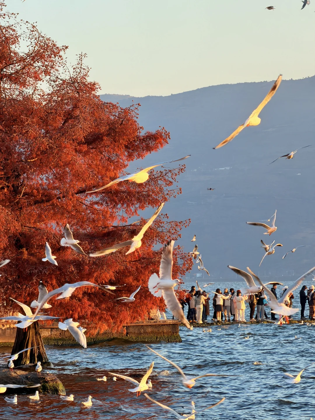 12.2实况🌅今天的大理!!!杀疯了!!!!!!!!!!!