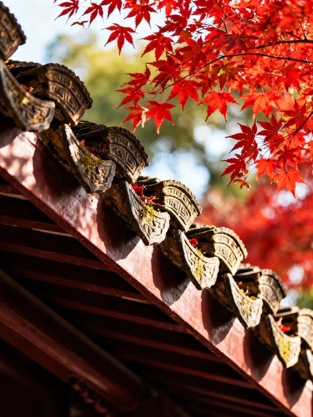 岳麓山的枫,是把杜牧的诗烧着了啊