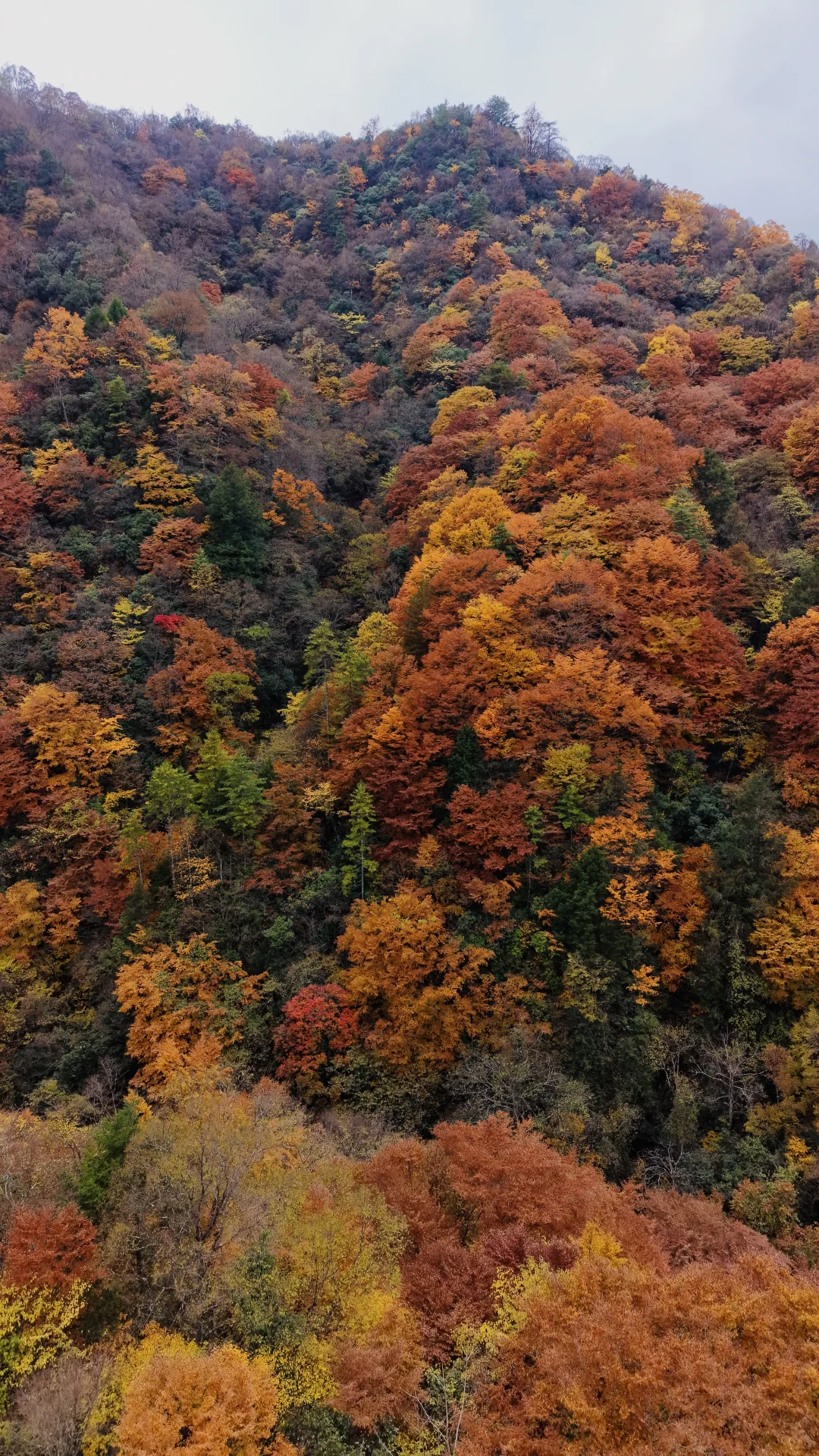 神仙视角下的黎坪秋色