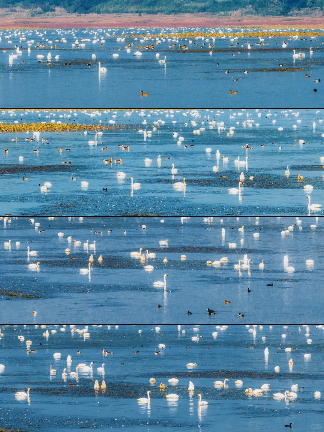 武汉出发2小时，我今年最偏爱的小镇出现了