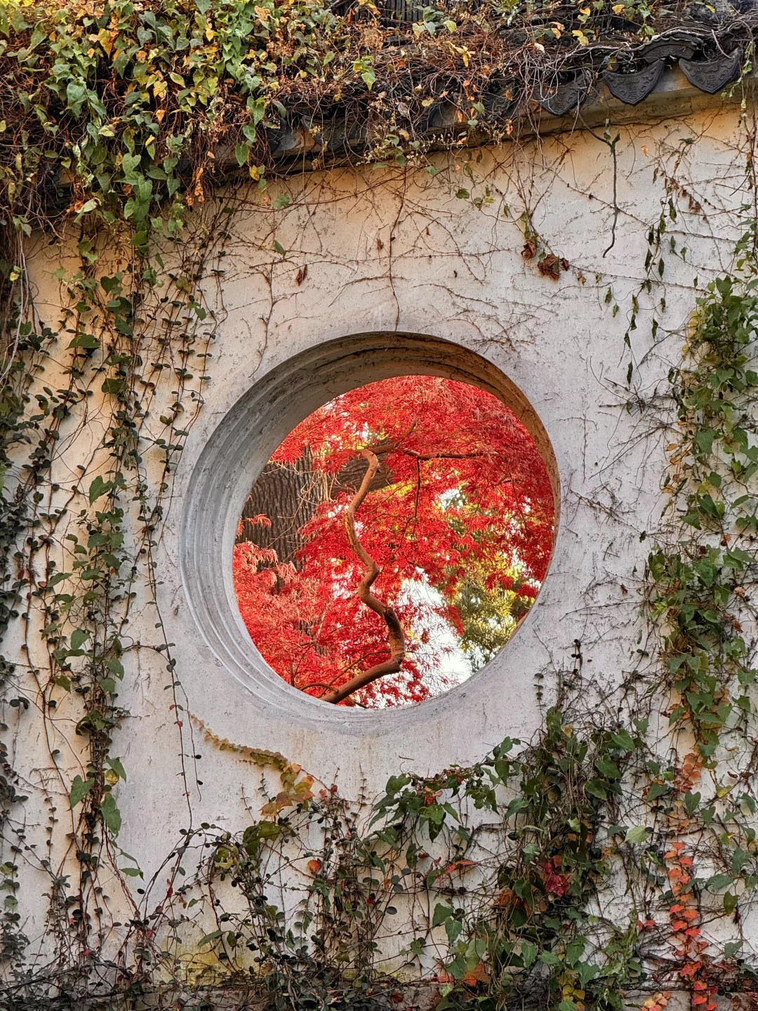 12.6实拍live🍁苏州虎丘红枫杀疯了!!!!!!!!