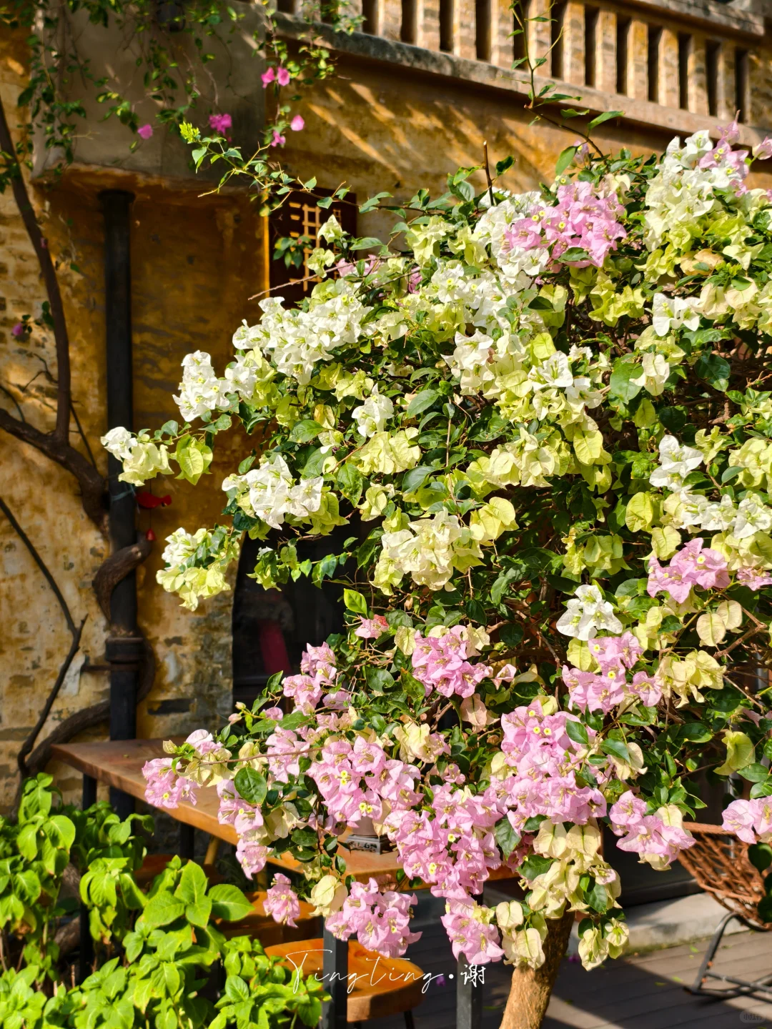 🌺花都开好了。