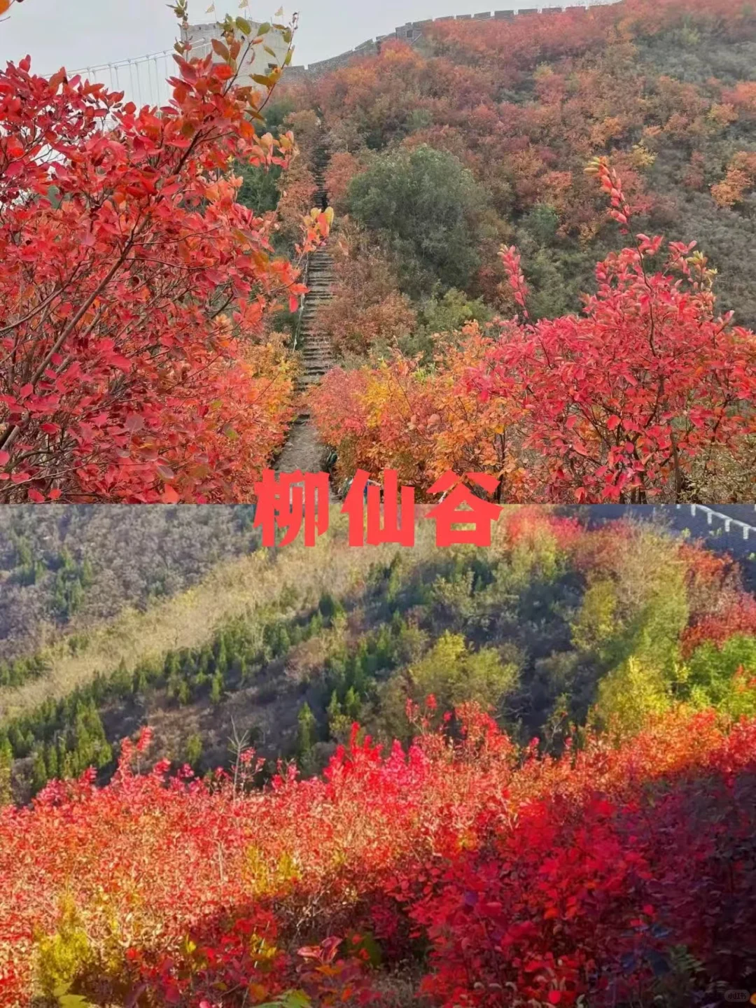 石家庄红叶天花板合集，收藏这篇就够了❗️