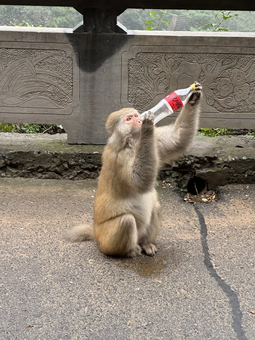 看猴去这个冷门景区就够啦！不用去峨眉山啦