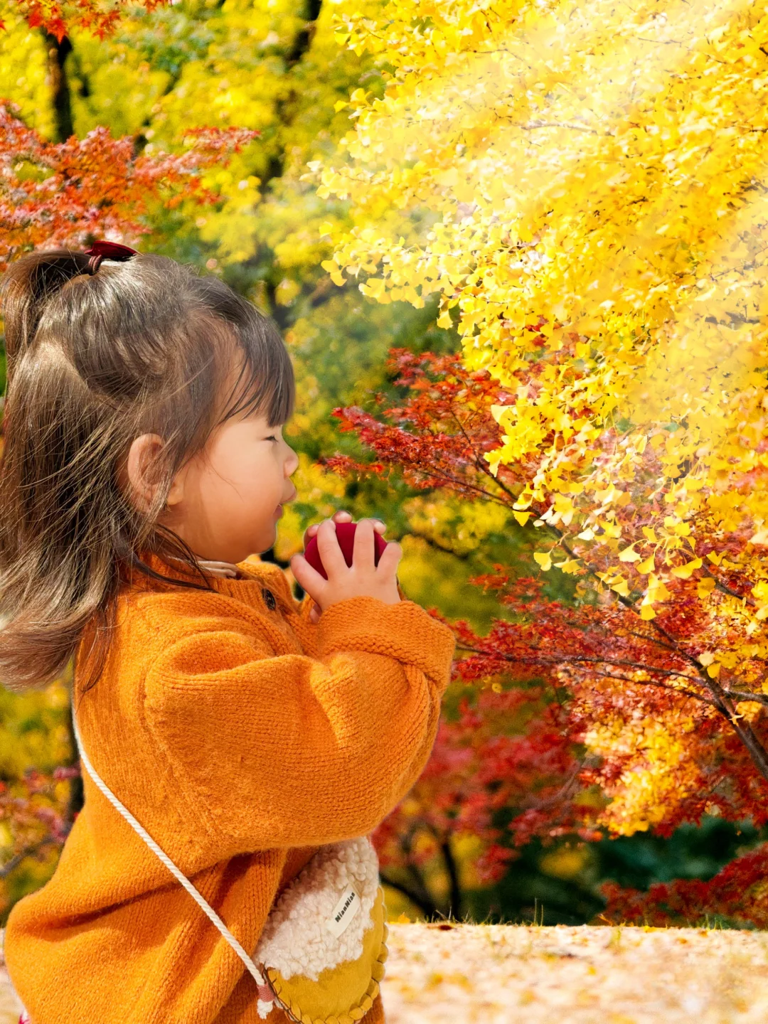 武汉这里的2000棵枫树已红，免费地铁直达