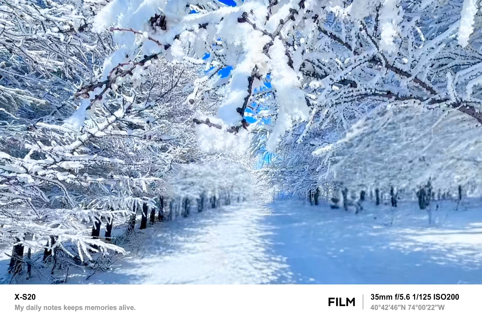 北京最近的林海雪原！桦皮岭可冲！