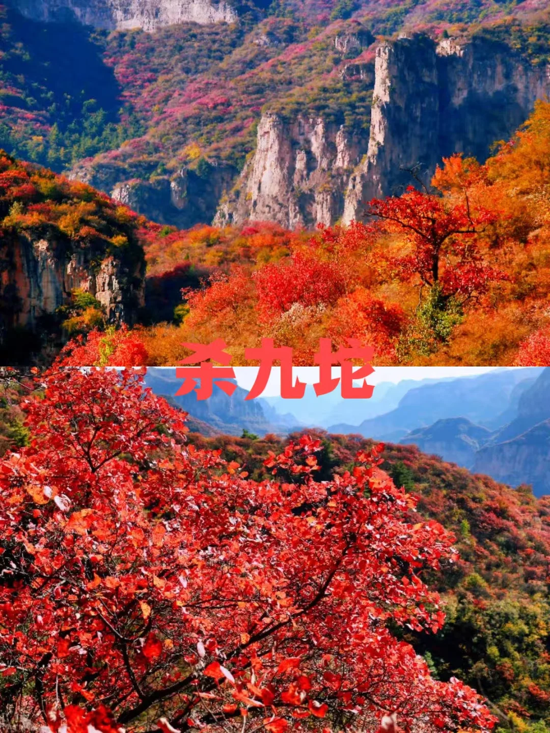 石家庄红叶天花板合集，收藏这篇就够了❗️