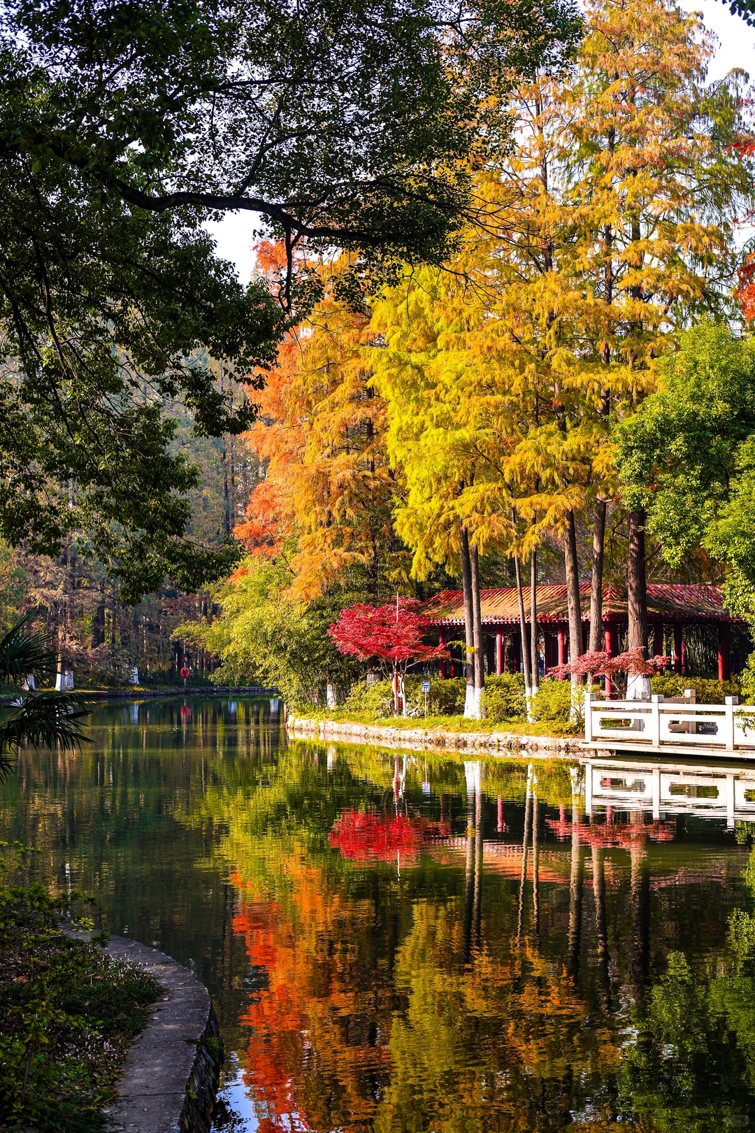 武汉这里的2000棵枫树已红，免费地铁直达