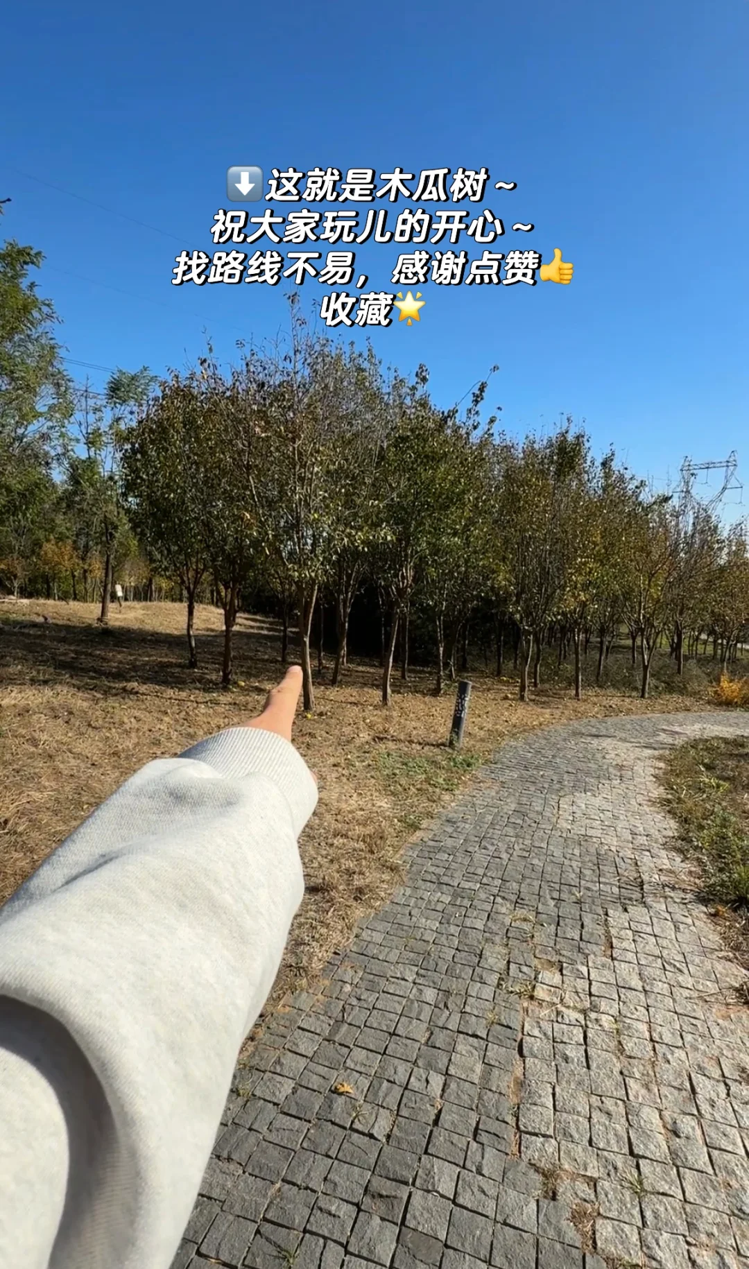 石家庄龙泉湖捡木瓜｜赏秋｜看我一篇就够啦