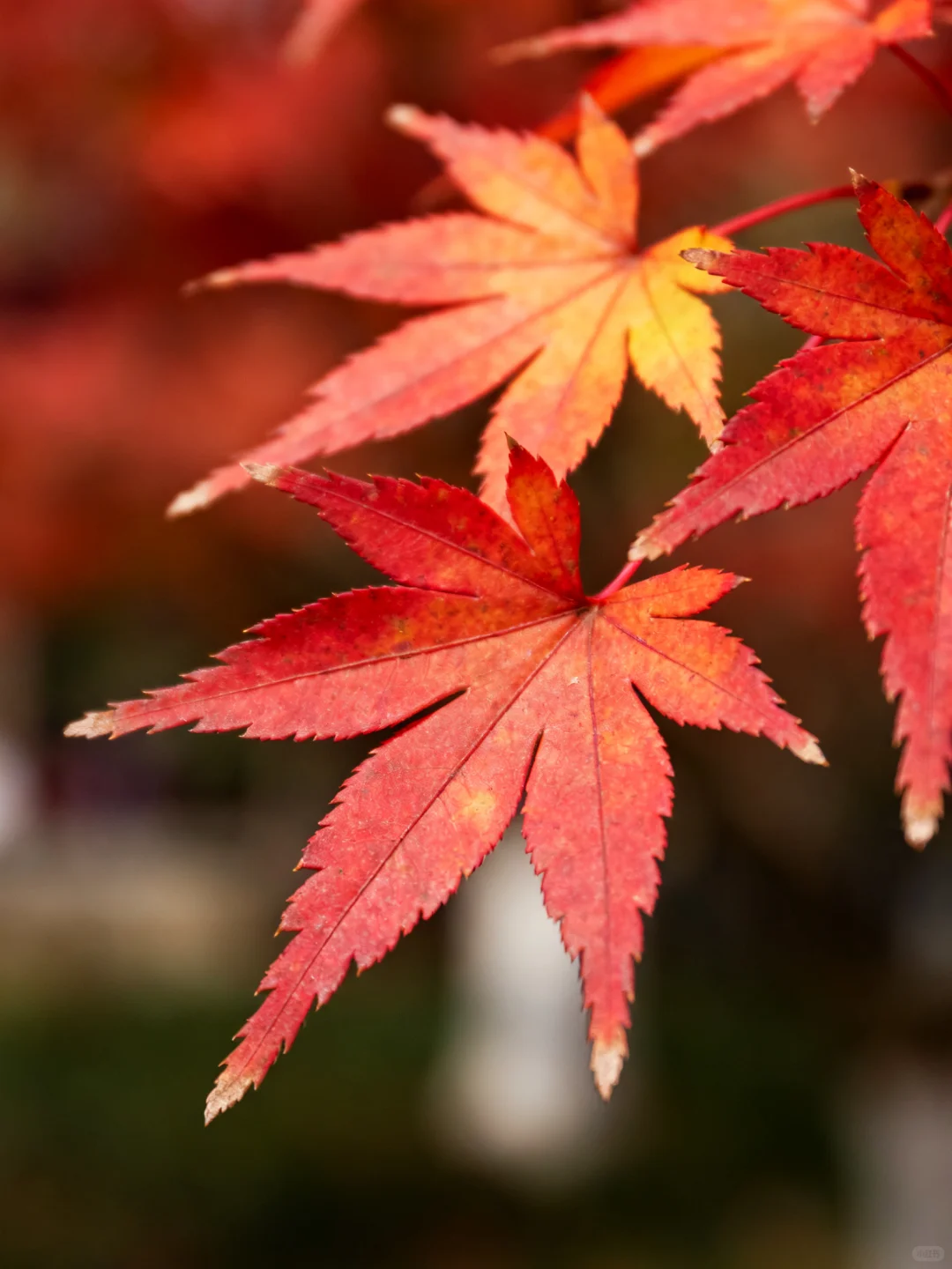 岳麓山的枫,是把杜牧的诗烧着了啊