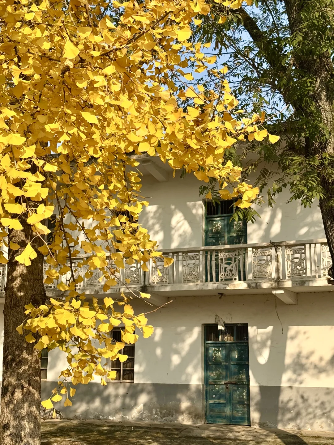 小岛秋天|龙鳞沙滩看实况图有落叶,江风声