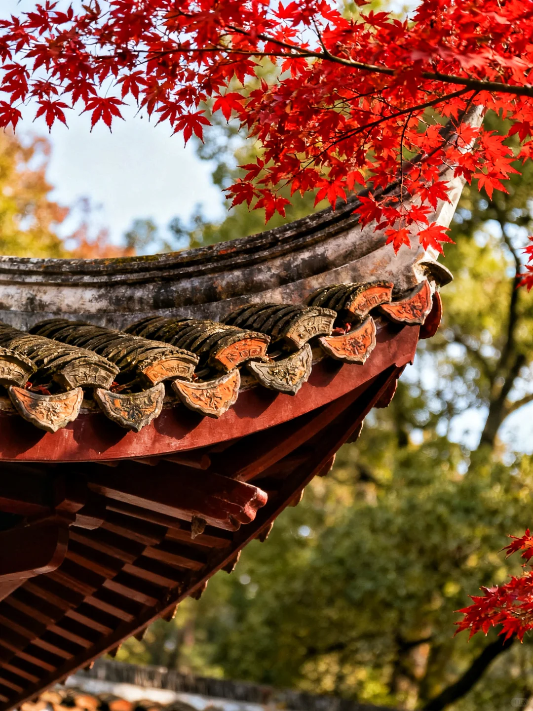 岳麓山的枫,是把杜牧的诗烧着了啊