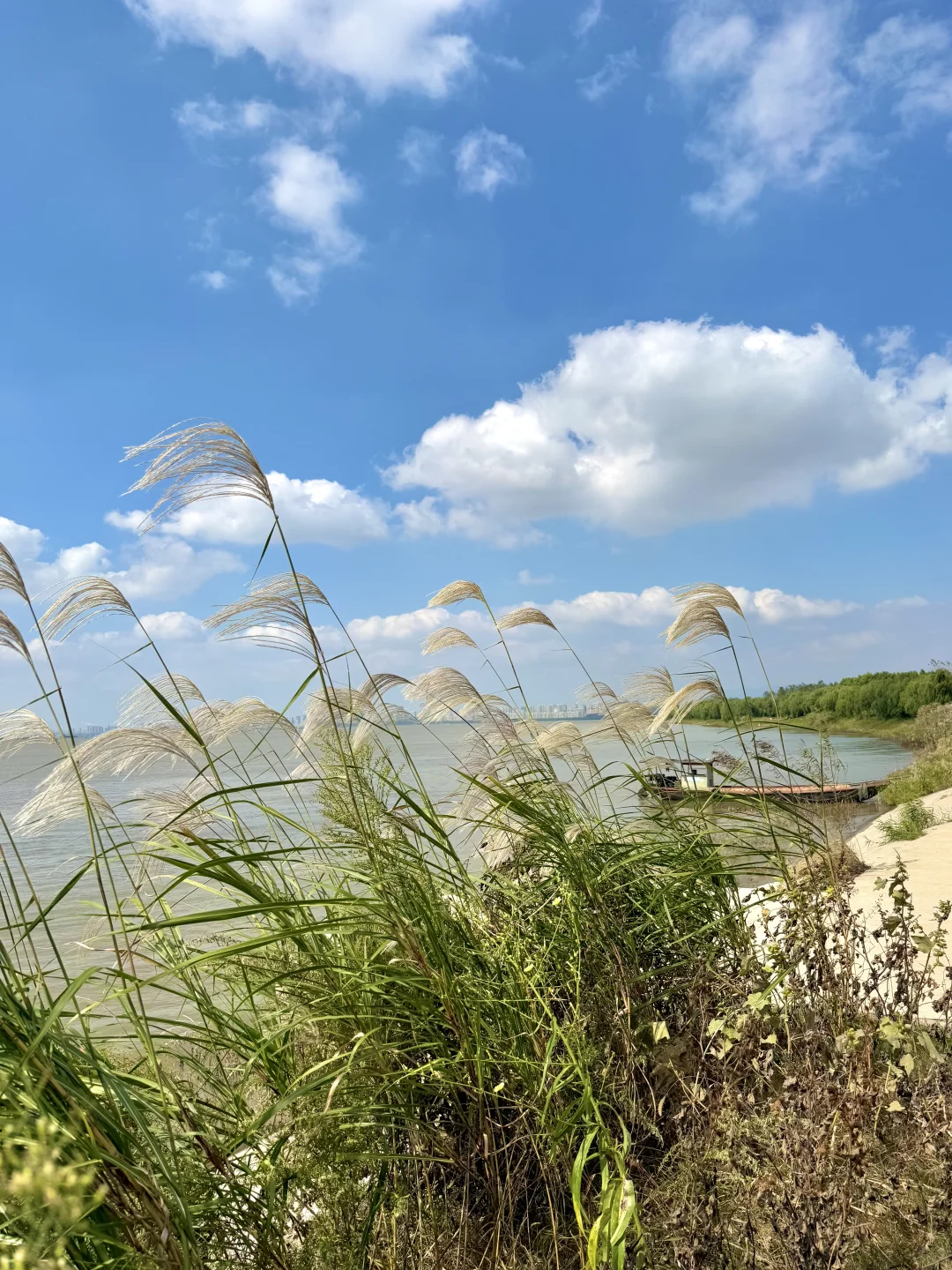 小岛秋天|龙鳞沙滩看实况图有落叶,江风声