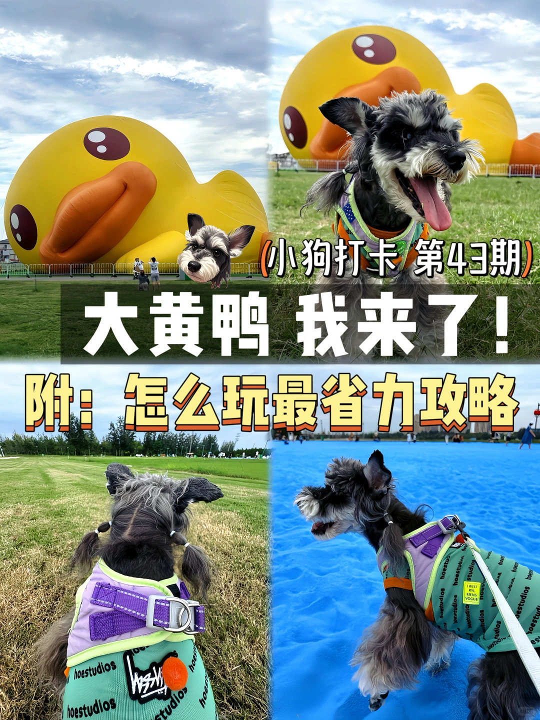 大黄鸭，我来了！附滹沱河艺术生态岛怎么玩