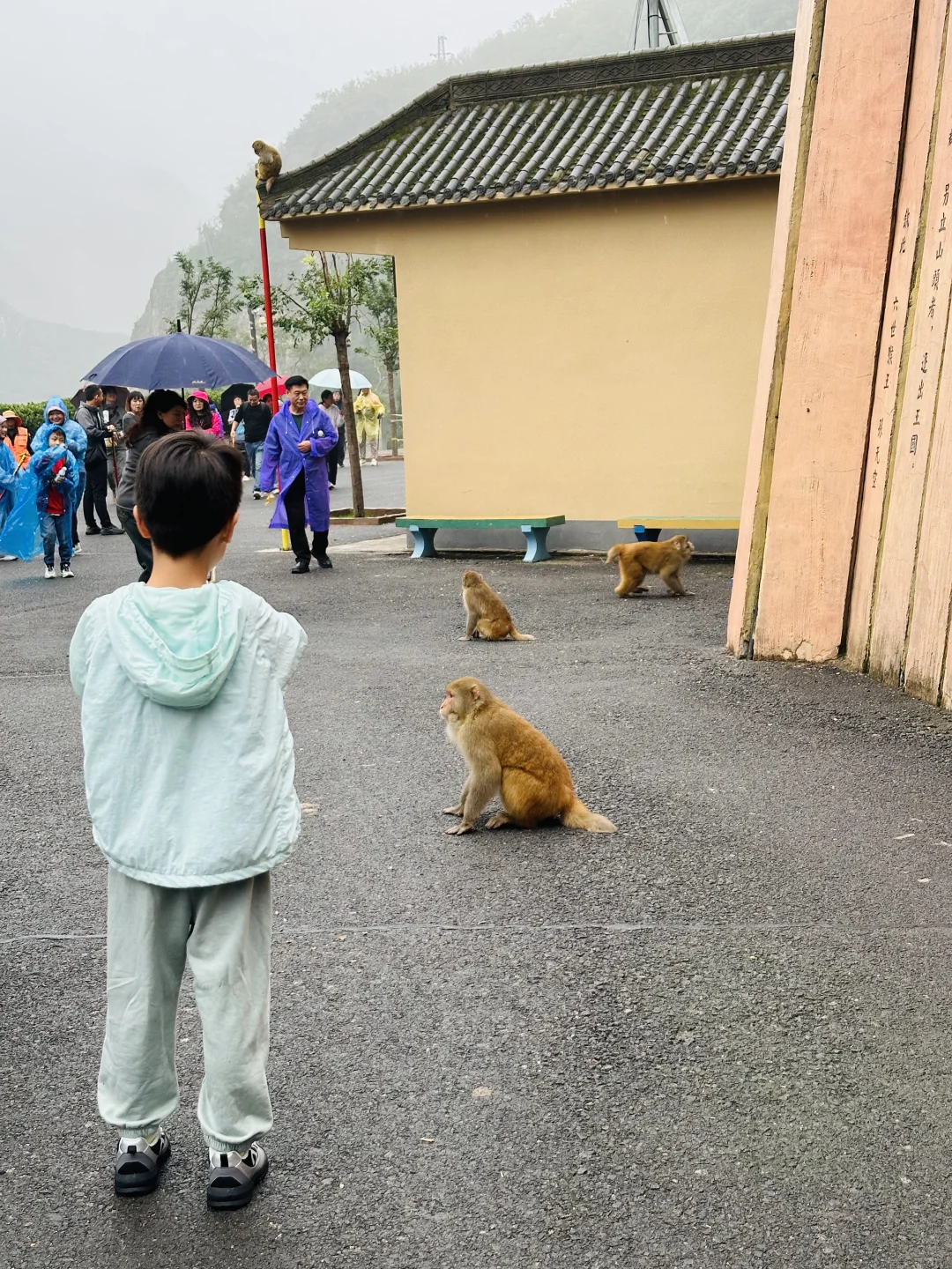 看猴去这个冷门景区就够啦！不用去峨眉山啦