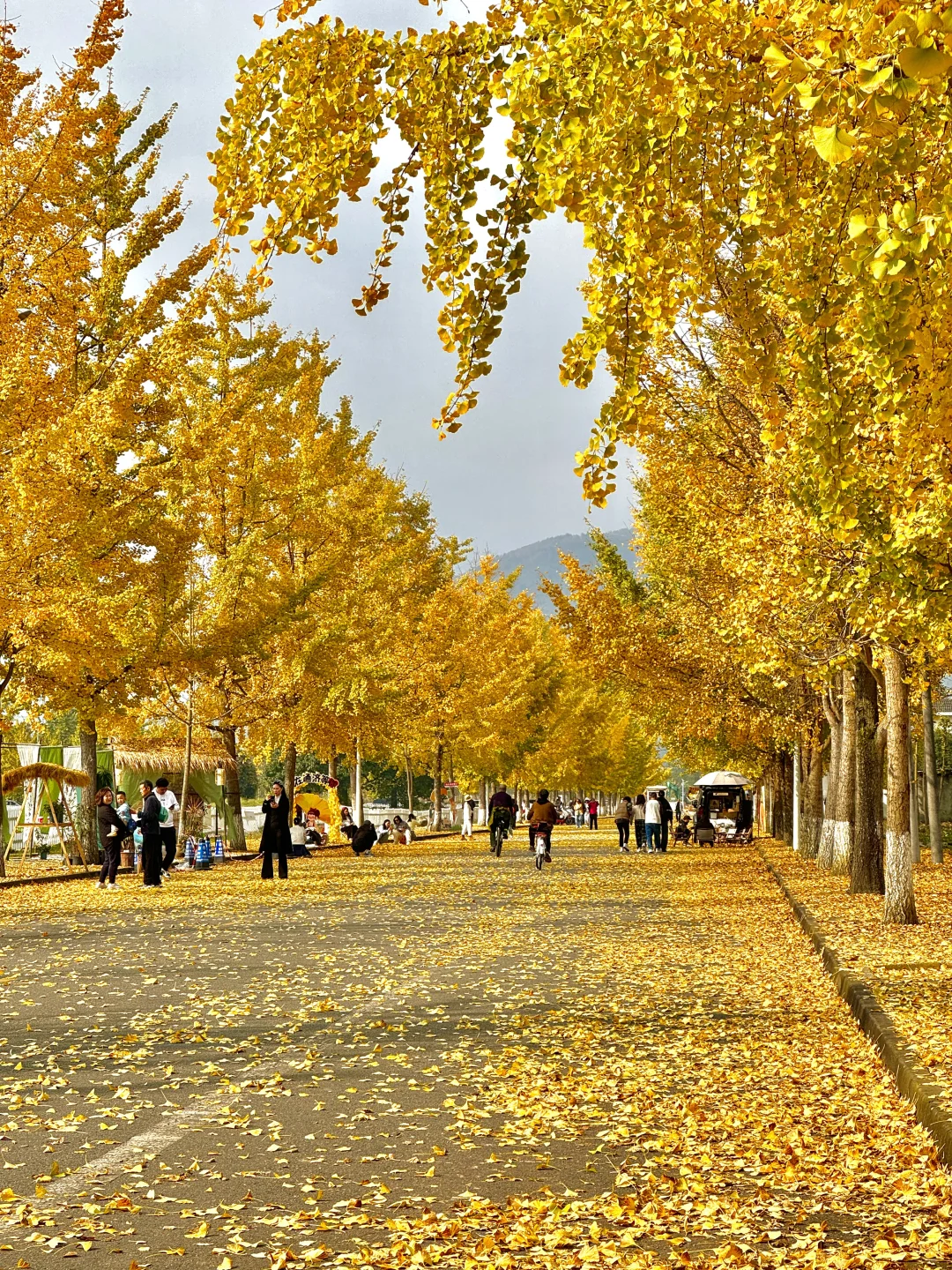 原来成都封神的秋景都是免费的。。。。附地址