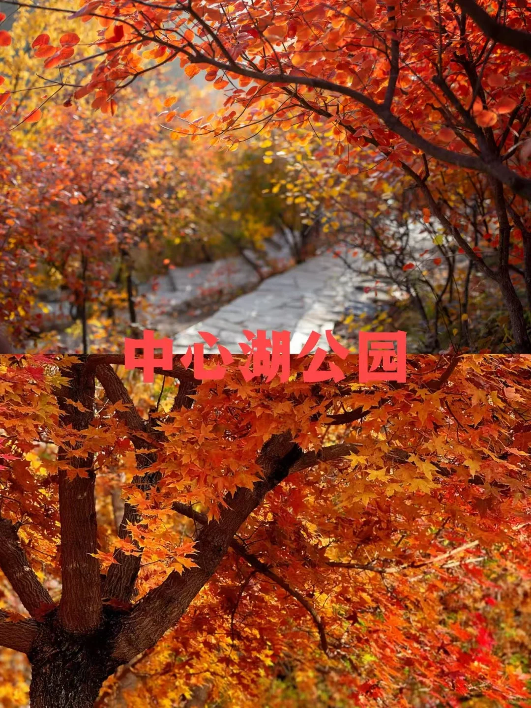 石家庄红叶天花板合集，收藏这篇就够了❗️