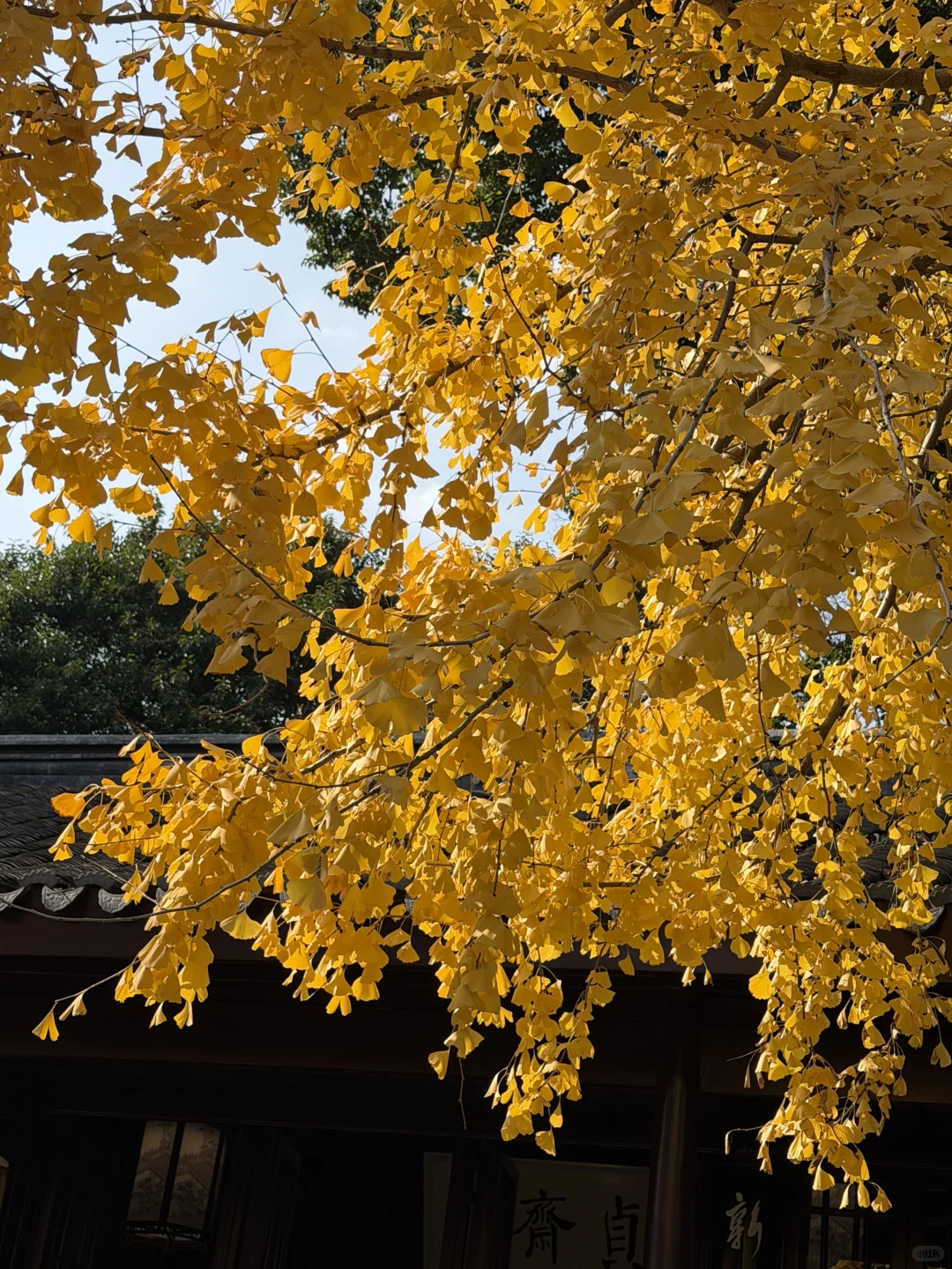 惠山古镇 寄畅园 银杏