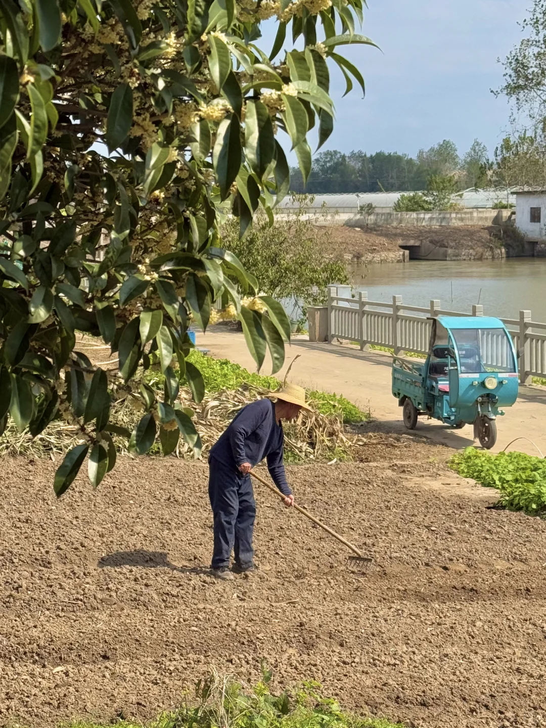 小岛秋天|龙鳞沙滩看实况图有落叶,江风声