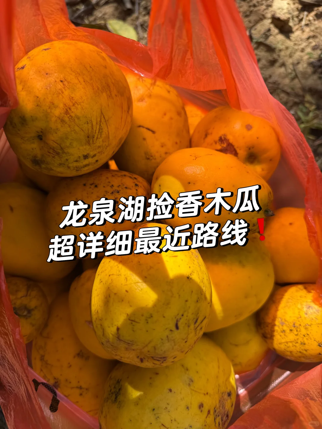 石家庄龙泉湖捡木瓜｜赏秋｜看我一篇就够啦