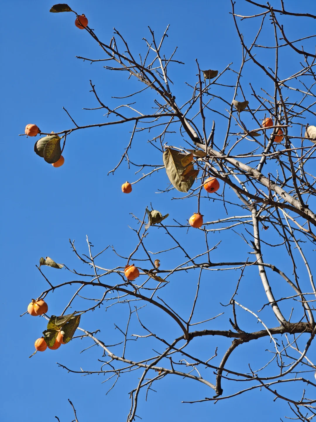 河北西柏坡值得去嘛