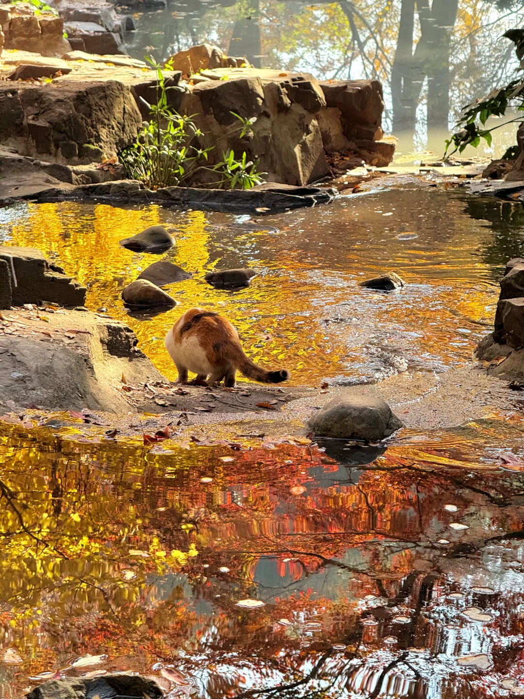 12.6实拍live🍁苏州虎丘红枫杀疯了!!!!!!!!